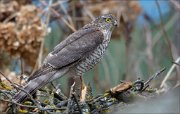 24_DSC4613_Eurasian_Sparrowhawk_stronghold_69pc