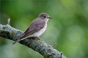 06_DSC4722_Spotted_Flycatcher_concentrated_attention_86pc