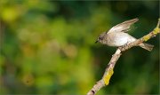 06_DSC7067_Spotted_Flycatcher_the_chase_begins_80pc