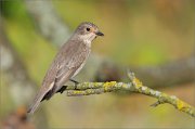 06_DSC7233_Spotted_Flycatcher_a_matter_for_me_85pc