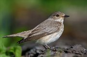25_DSC0282_Spotted_Flycatcher_certain_99pc