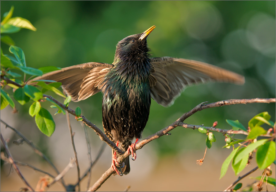 01_DSC1231__Starling_singing_with_wings_75pc.jpg