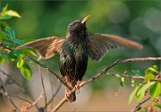 01_DSC1231__Starling_singing_with_wings_75pc