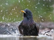 01_DSC1848_Starling_with_splashes_80pc