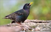 01_DSC3767_Starling_with_drop_106pc