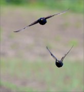 03_DSC8762_Starling_incoming_doubleshot_31pc