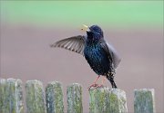 06_DSC0165_Starling_singing_on_fence_ps_73pc