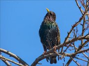 13_DSC5145_Common_Starling_outlook_87pc