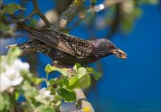 13_DSC8693_Common_Starling_buggy_104pc