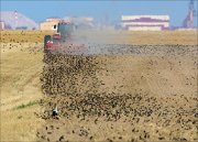 20_DSC4848_Common_Starling_scatter_59pc