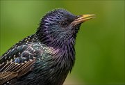 23_DSC4880_Common_Starling_ejection_84pc