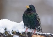 24_DSC6919_Common_Starling_romance_89pc