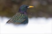 24_DSC6965_Common_Starling_profound_77pc