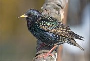 24_DSC7184_Common_Starling_late_91pc