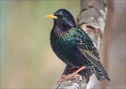 24_DSC7333_Common_Starling_full_103pc