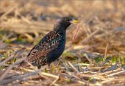 P1580677_Starling_with_worm_50pc