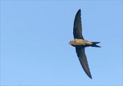 24_DSC9796_Common_Swift_rupture_24pc