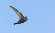 24_DSC9862_Common_Swift_dig_16pc
