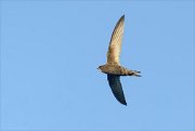 24_DSC9875_Common_Swift_astute_21pc