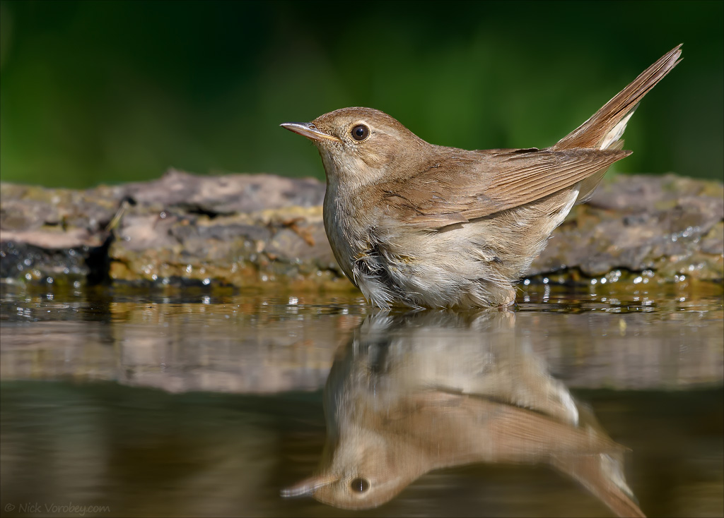 25_DSC0363_Thrush_Nightingale_plunge_73pc.jpg