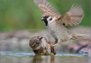 01_DSC2923_Tree_and_House_Sparrow_watergames_87pc