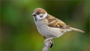 01_DSC3662_Tree_Sparrow_young_and_beautiful_65pc