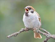 02_DSC3187_Tree_Sparrow_crying_with_huge_power_46pc