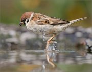 02_DSC4677_Tree_Sparrow_hovering_above_waterline_60pc