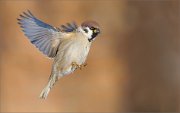 04_DSC2912_Tree_Sparrow_incoming_58pc