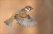 04_DSC2956_Tree_Sparrow_wingspan_45pc
