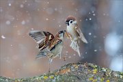 04_DSC4474_House_Sparrow_and_Tree_Sparrow_battle_in_blizzard_95pc