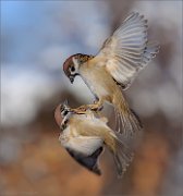04_DSC5253_Tree_Sparrows_battle_in_air_55pc