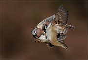 07_DSC3068_Tree_Sparrow_in_touch_with_rage_47pc