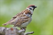 22_DSC3153_Eurasian_Tree_Sparrow_breed_65pc