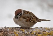 P1430642_Tree_Sparrow_intriguing_on_flat_log_in_winter_74pc