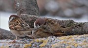 P1450354_Tree_Sparrow_sleeping_on_feeder_56pc