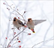 04_DSC4956_Waxwing_right_direction_71pc