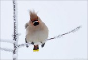 04_DSC4985_Waxwing_too_much_snow_45pc