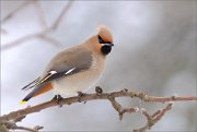 04_DSC9533_Waxwing_point_of_view_62pc