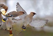 04_DSC9574_Waxwing_a_little_blast_and_crazy_PS_136pc