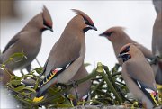 24_DSC4170_Bohemian_Waxwing_wonder_90pc