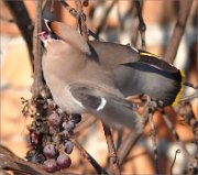 P1460009_Waxwing_screaming_on_grapes_62pc