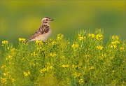 06_DSC2061_Whinchat_female_at_sunset_on_barbarea_68pc