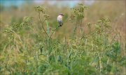 11_DSC2847_Whinchat_radial_68pc