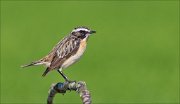 12_DSC5420_Whinchat_austerity_29pc