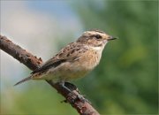 P1370662_timid_whinchat3