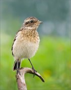 P1530321_Whinchat_juv_on_curved_perch_vert_40pc
