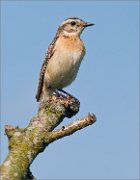 P1530356_Whinchat_female_on_bluy_sky_43pc