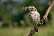 P1530550_Whinchat_with_larvae_57pc