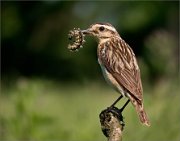 P1530577_Whinchat_with_larvae-2_52pc